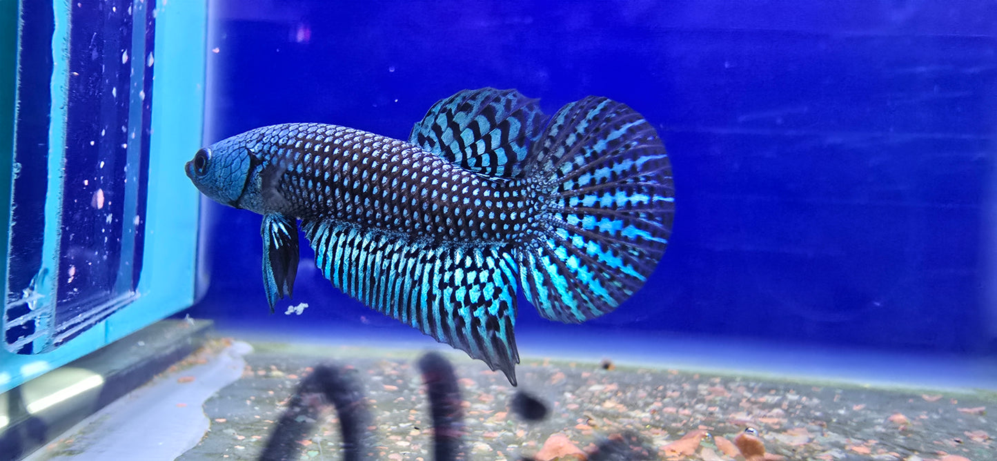 Alien Betta (Light Blue)