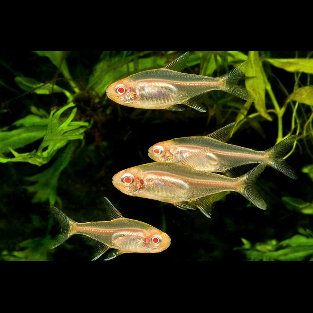 Albino Glowlight Tetra