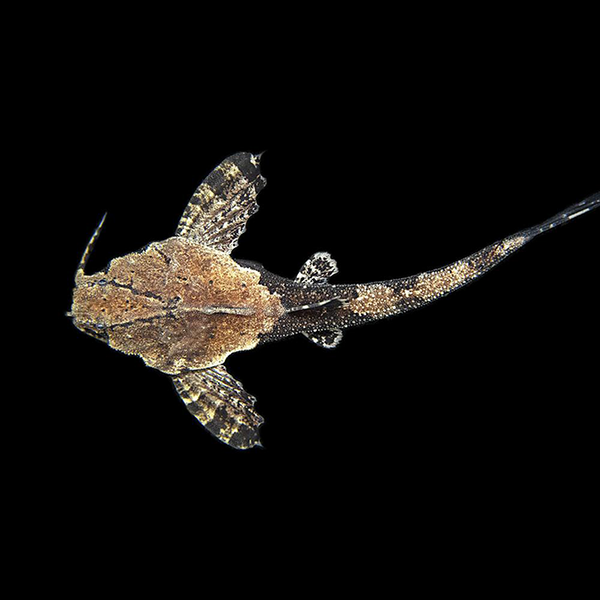 2 colour Banjo Catfish (Bunocephalus coracoideus)