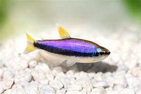 Blue Emperor Tetras (Inpaichthys kerri)