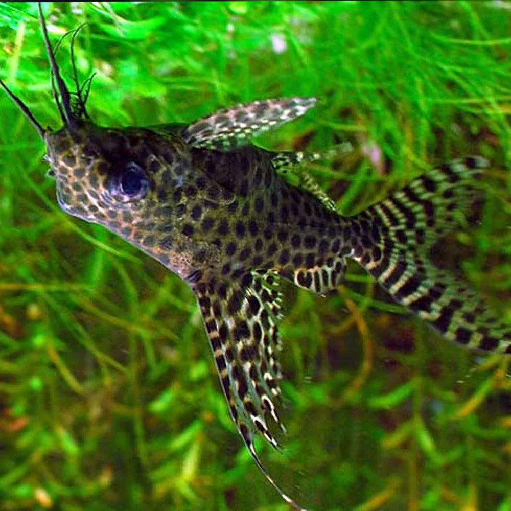 Upside-Down Catfish (Synodontis nigriventris)