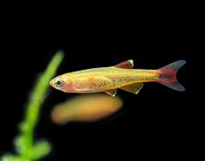 Gold Cloud Mountain Minnow (Tanichthys albonubes)