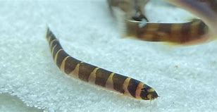 Kuhli Loach (Pangio kuhlii)