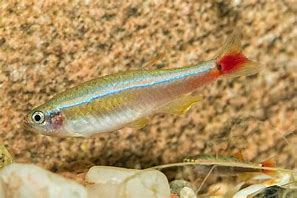 Mountain Cloud Minnow (Tanichthys albonubes)