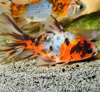Shubunkin Goldfish (Carassius auratus)