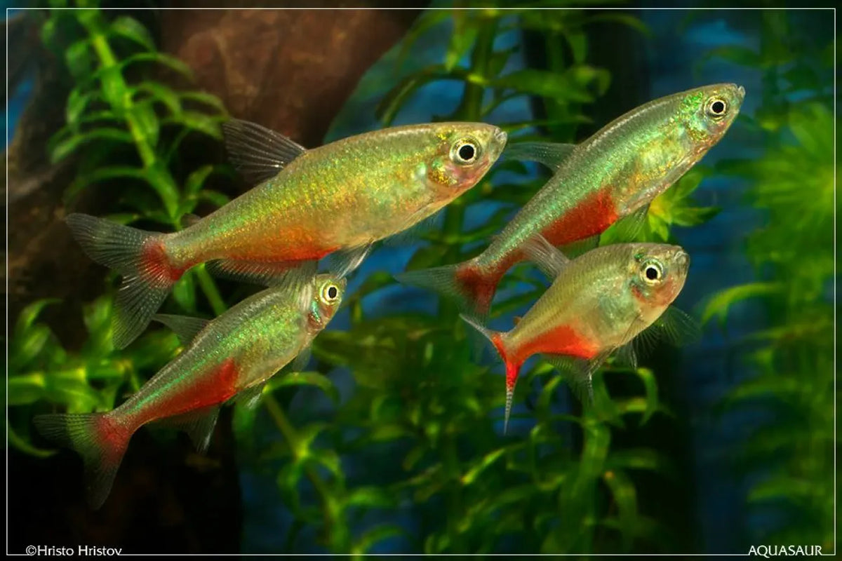 Green Fire Tetra