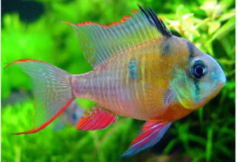 Bolivian Ram (Mikrogeophagus altispinosus)