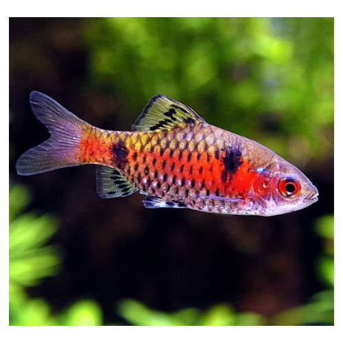 Odessa Barb (Pethia padamya)