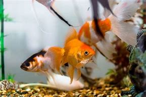 Cold Water Fish