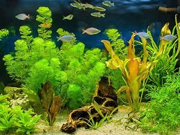 Plants