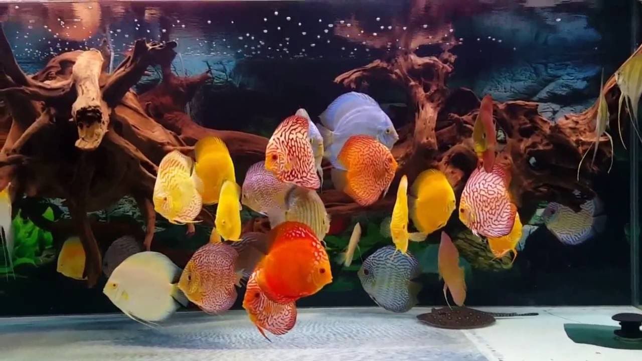 Tropical Fish