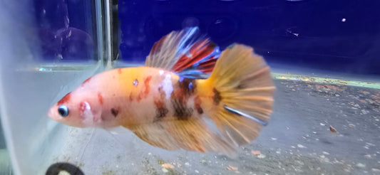 Picasso Plakatt Betta