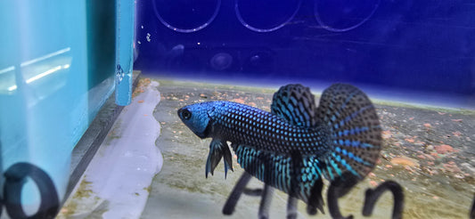 Alien Betta (Dark Blue)