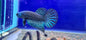 Alien Betta (Light Blue)