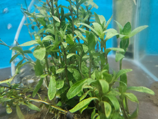 Tiger Polysperma