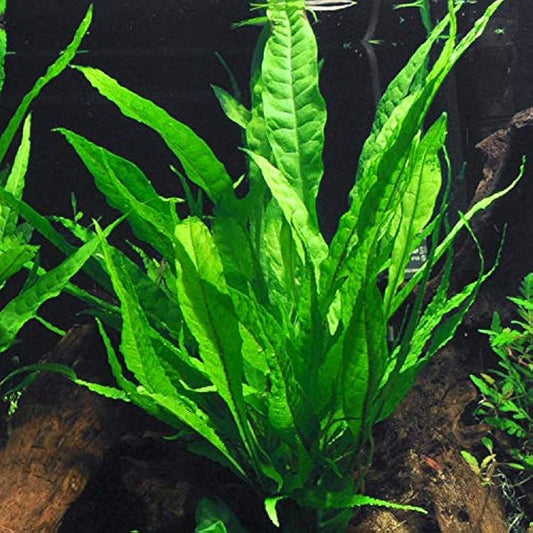 Java Fern