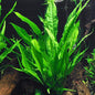 Java Fern