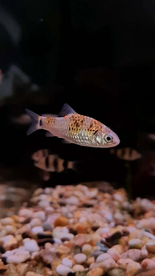 Tri Colour Barb