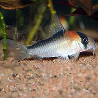 Adolfoi Cory (Corydoras adolfoi)