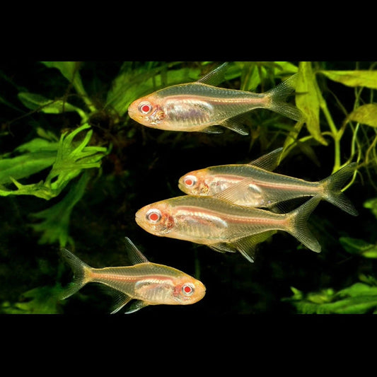 Albino Glowlight Tetra