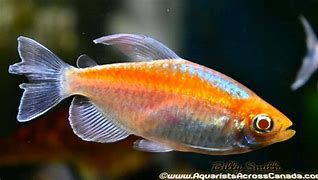 Albino Congo Tetras (Phenacogrammus interruptus var.)