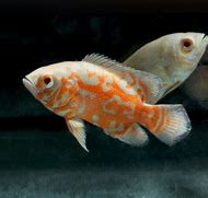 Albino Oscar (Astronotus ocellatus)
