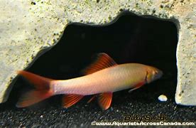 Albino Rainbow Shark (Epalzeorhynchos frenatum var.)