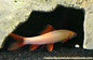Albino Rainbow Shark (Epalzeorhynchos frenatum var.)