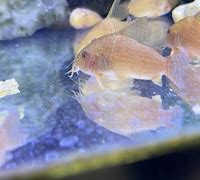 Albino Sterbai Cory (Corydoras sterbai var. albino)
