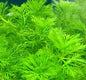 Ambulia (Limnophila sessiliflora)