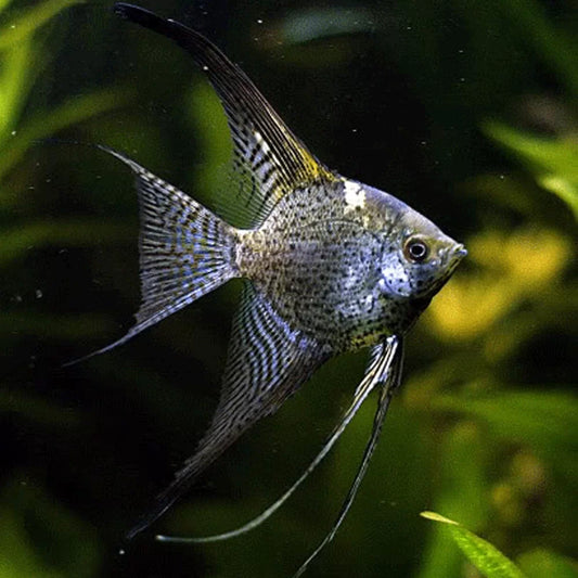 Leopard Angelfish (Pterophyllum scalare)