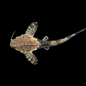 2 colour Banjo Catfish (Bunocephalus coracoideus)