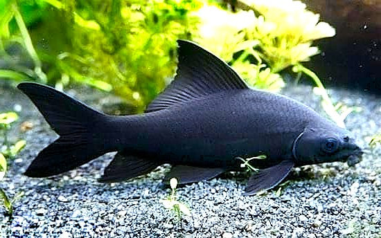 Black Shark