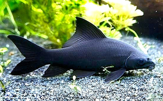 Black Shark
