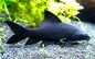 Black Shark