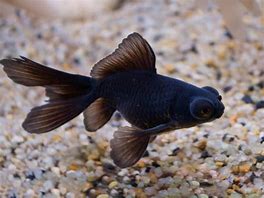 Black Moor Goldfish (Carassius auratus)