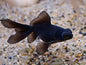 Black Moor Goldfish (Carassius auratus)