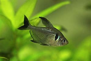 Black Phantom Tetras (Hyphessobrycon megalopterus)