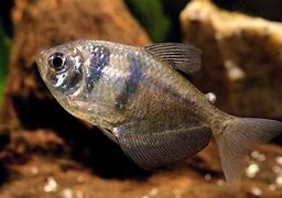 Black Widow Tetras (Gymnocorymbus ternetzi)