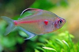 Bleeding Heart Tetras (Hyphessobrycon erythrostigma)
