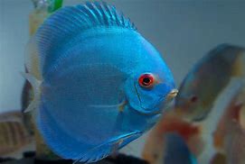 Blue Diamond Discus (Symphysodon aequifasciatus)