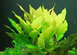 Blue Hygrophila (Hygrophila corymbosa)