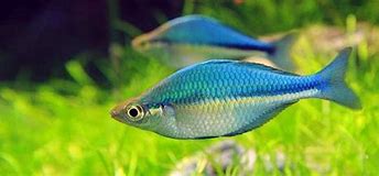 Blue Rainbowfish (Melanotaenia lacustris)