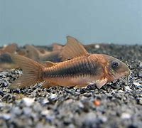 Bronze Cory (Corydoras aeneus)
