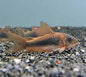 Bronze Cory (Corydoras aeneus)