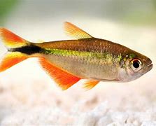 Buenos Aires Tetras (Hyphessobrycon anisitsi)