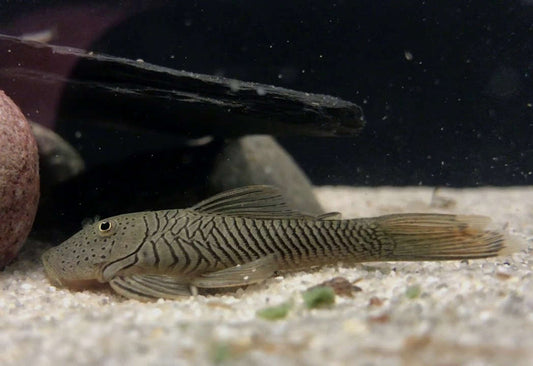 Striped Bulldog Pleco (L187B)