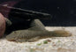 Striped Bulldog Pleco (L187B)