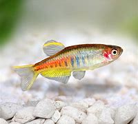Burmese Glowlight Danio (Danio sp. "Burmese")