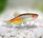 Burmese Glowlight Danio (Danio sp. "Burmese")